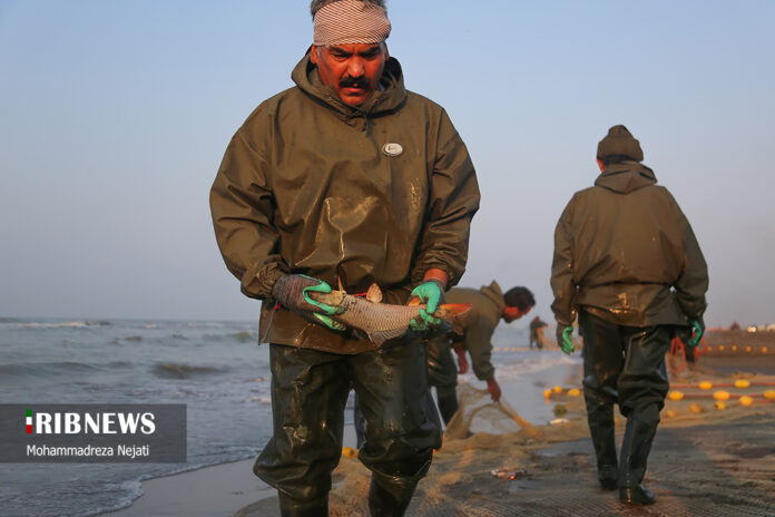 Harvesting Bony Fish Along Mazandaran Coasts - Iran Front Page