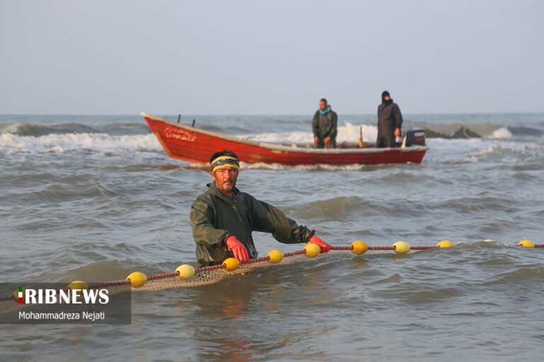 Harvesting Bony Fish Along Mazandaran Coasts - Iran Front Page