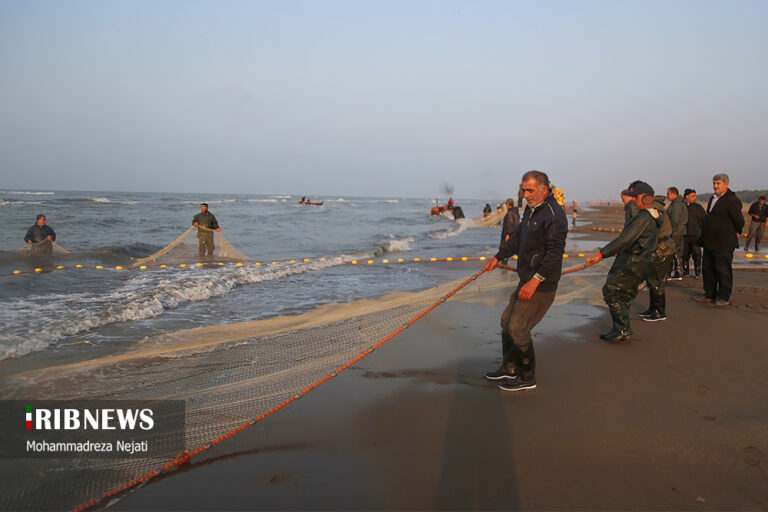 Harvesting Bony Fish Along Mazandaran Coasts - Iran Front Page