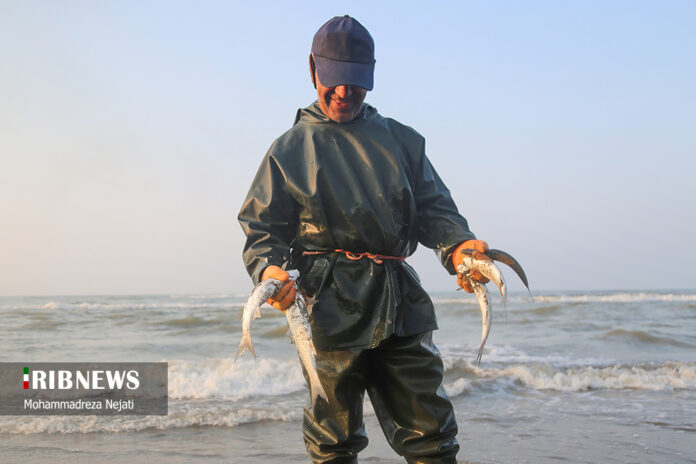 Harvesting Bony Fish Along Mazandaran Coasts - Iran Front Page