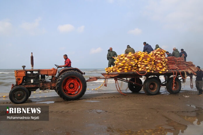 Harvesting Bony Fish Along Mazandaran Coasts - Iran Front Page