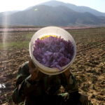 Saffron Harvest Season Begins in Iran’s Golestan