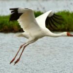 Migratory Siberian Crane Returns to Iranian Refuge for Winter
