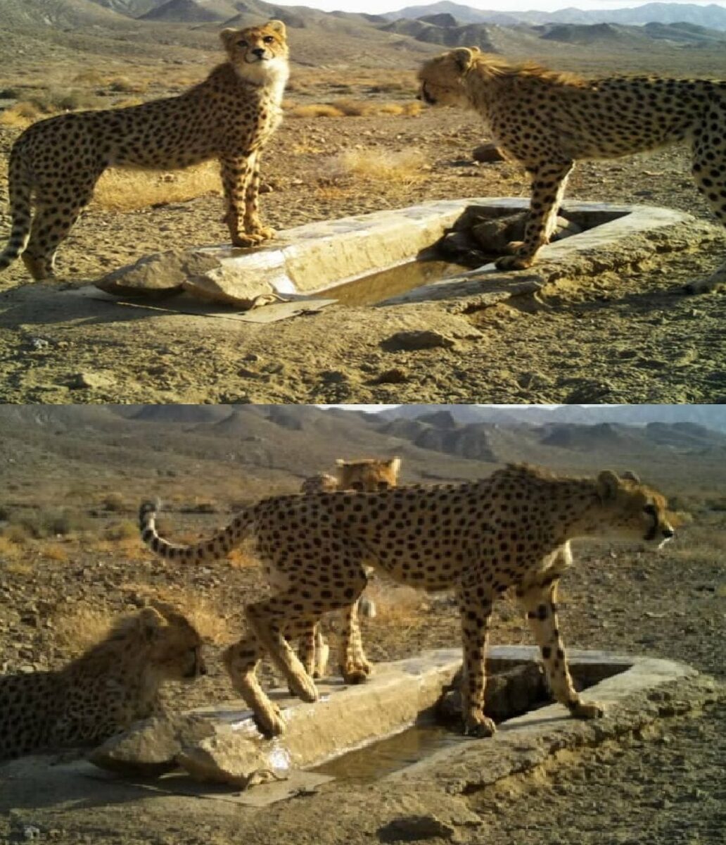 Mother Cheetah, 2 Cubs Sighted in Iran Natl. Park