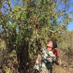 Pomegranate harvest starts in Middle East’s only reservoir of sour pomegranate