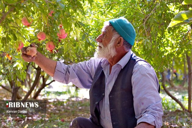 Pomegranate harvest from Abarkooh gardens in Yazd