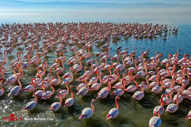 Wintering birds taking refuge at Iran’s Miankaleh Lagoon