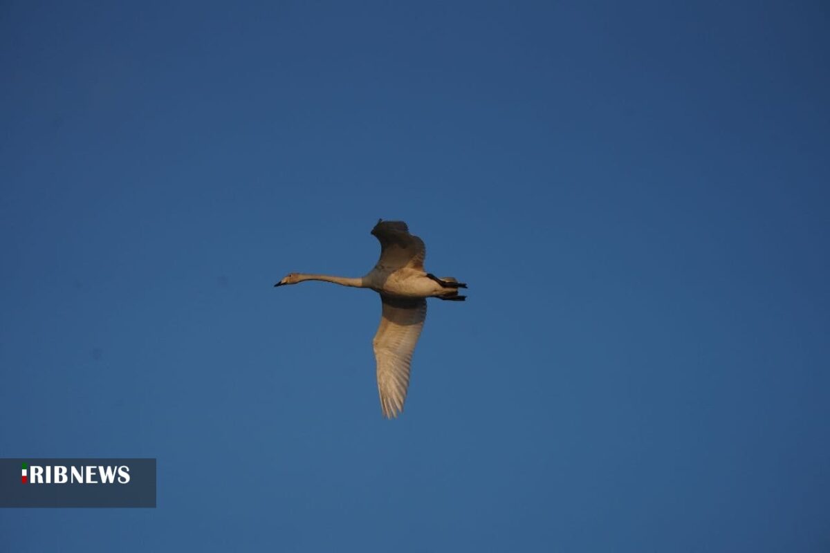 Migrant swans land in Mazandaran wetlands 6 Migrant swans land in Mazandaran wetlands