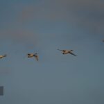 Migrant swans land in Mazandaran wetlands