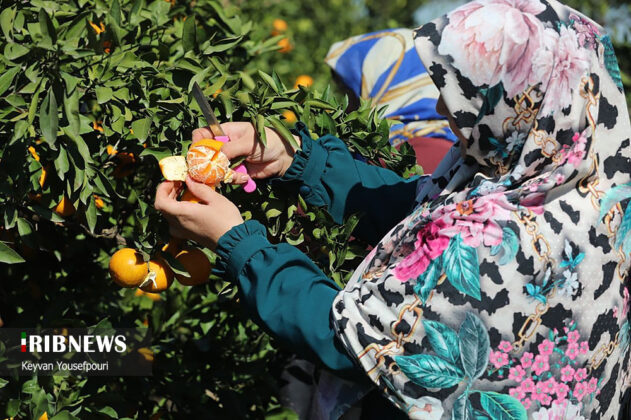 Citrus Fruits Harvest Season Begins in North Iran