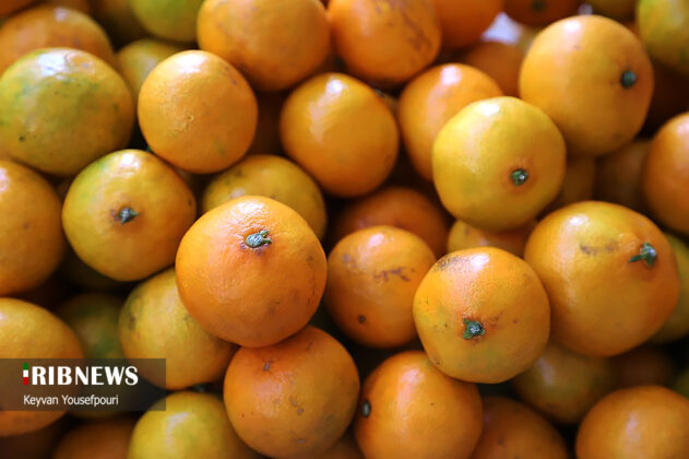 Citrus Fruits Harvest Season Begins in North Iran