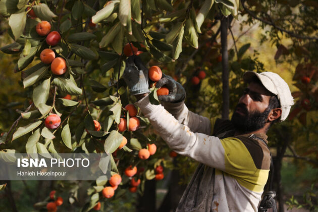 Persimmon harvest in Ghasroddasht, Shiraz
