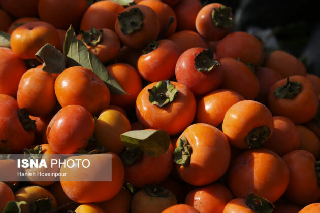 Persimmon harvest in Ghasroddasht, Shiraz