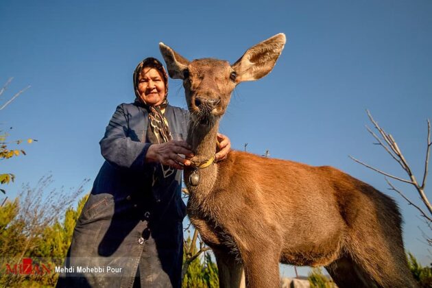 Iranian family raises red deer cub