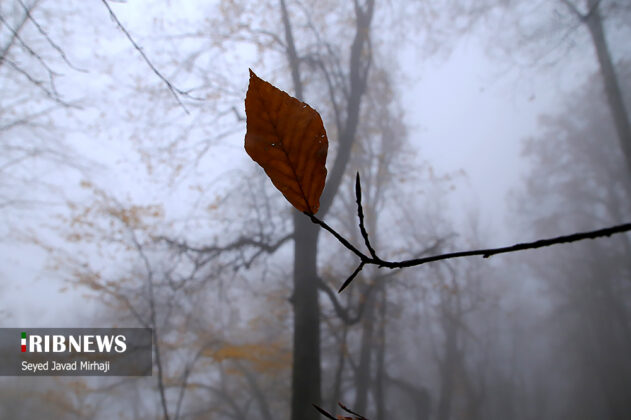 Foggy autumn Iran 10