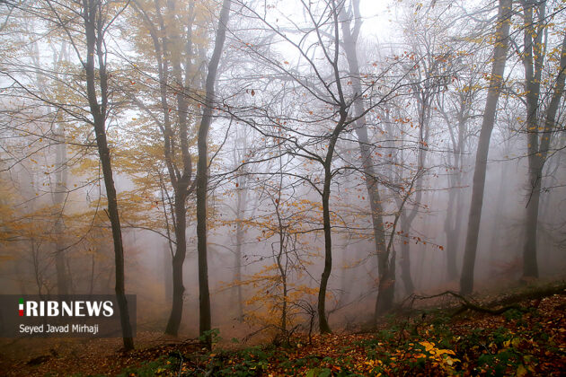 Foggy autumn Iran 12