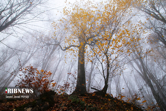 Foggy autumn of Deraz-e-Now Village, Golestan province