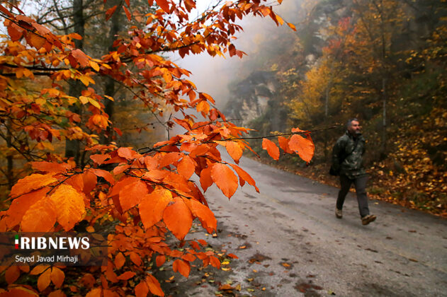 Foggy autumn Iran 19