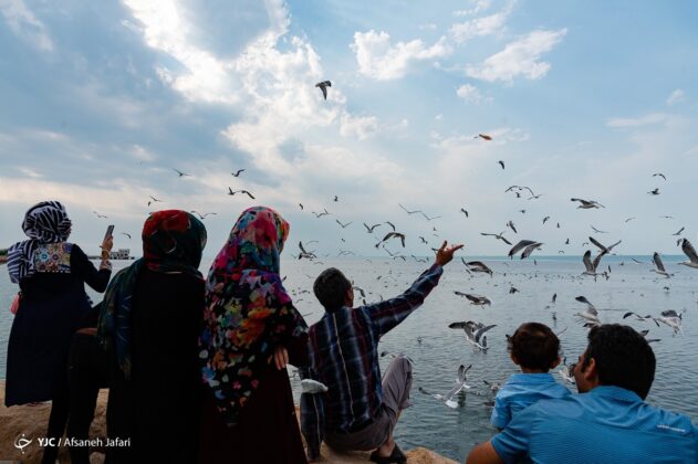 Persian Gulf Hosting Seagulls 10
