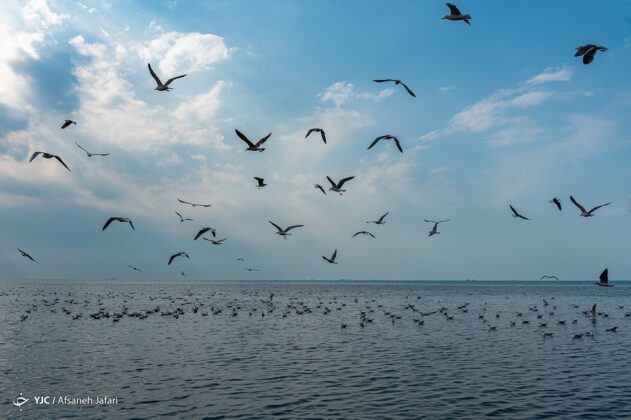 Persian Gulf Hosting Seagulls 11