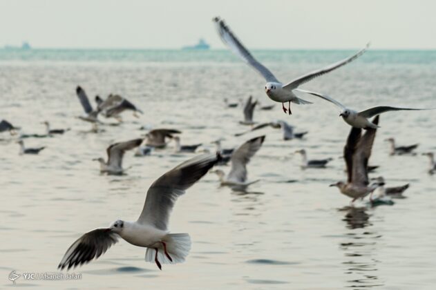 Persian Gulf Hosting Seagulls 13