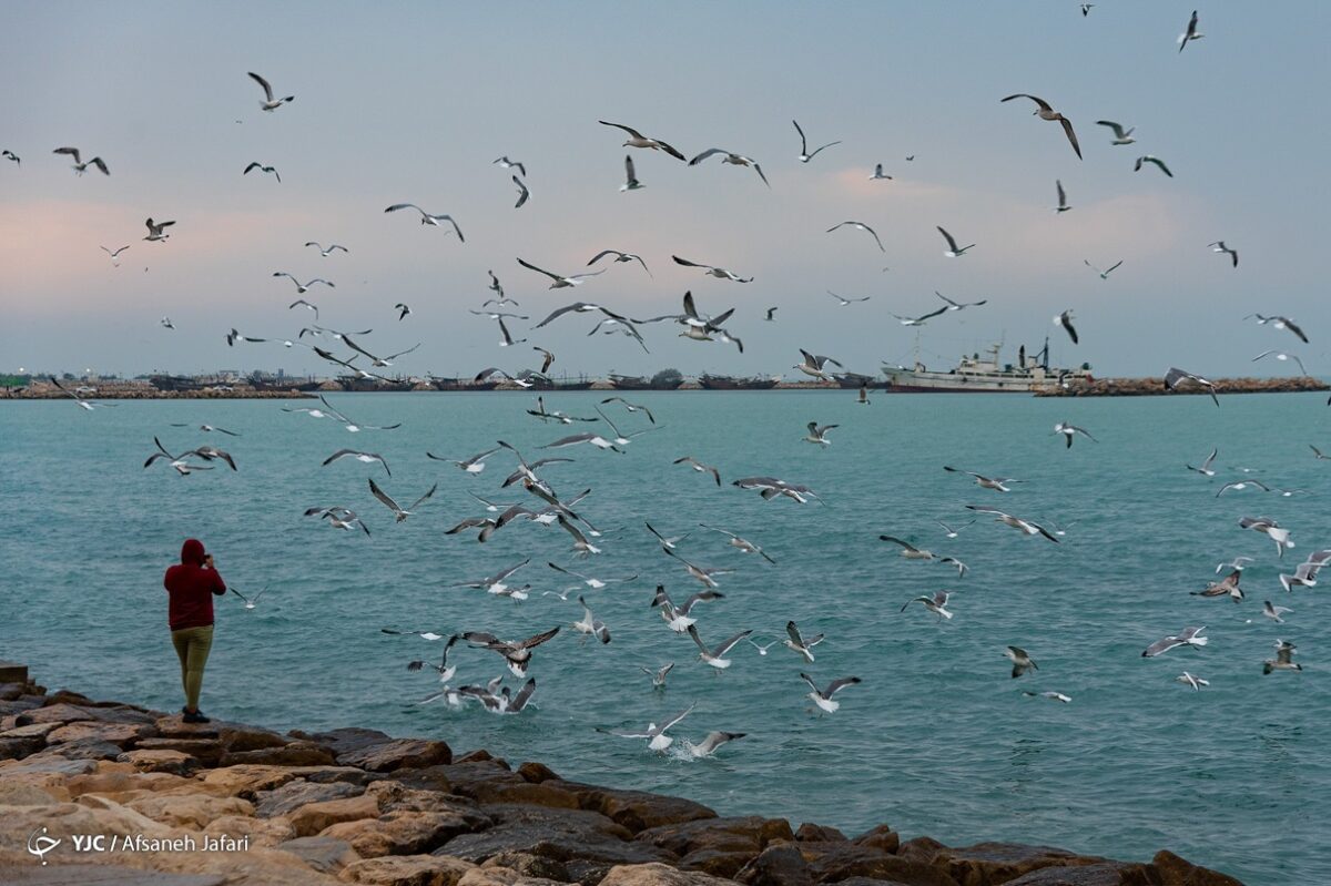 Persian Gulf Hosting Seagulls