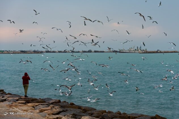 Persian Gulf Hosting Seagulls 15