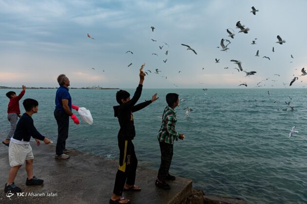 Persian Gulf Hosting Seagulls