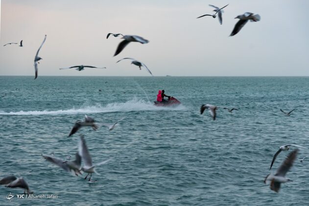 Persian Gulf Hosting Seagulls 17