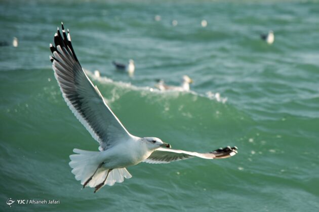 Persian Gulf Hosting Seagulls 18