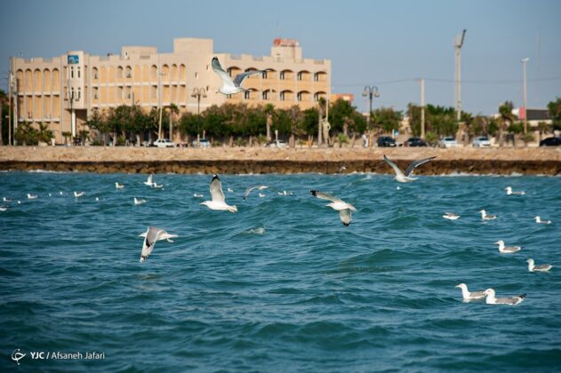 Persian Gulf Hosting Seagulls 19