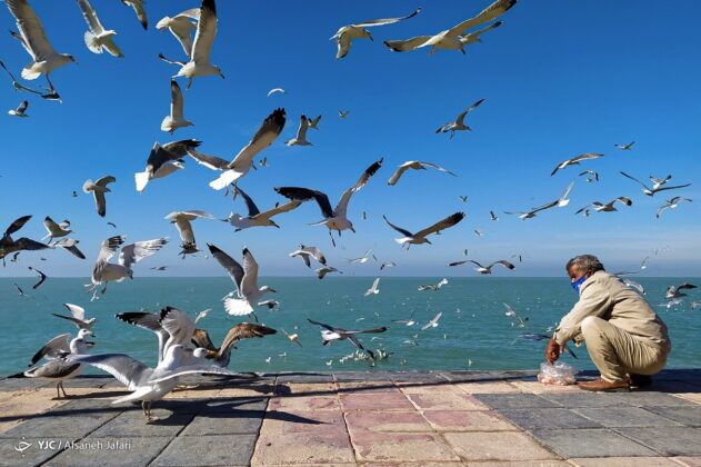 Persian Gulf Hosting Seagulls 2
