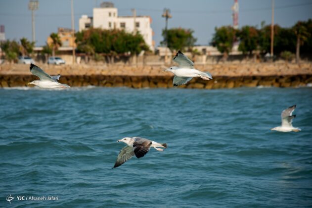 Persian Gulf Hosting Seagulls 20