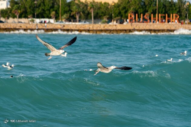 Persian Gulf Hosting Seagulls 22