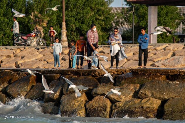 Persian Gulf Hosting Seagulls 25