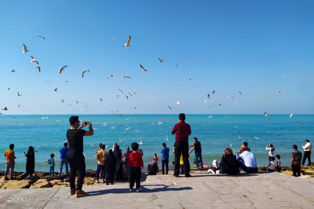 Persian Gulf Hosting Seagulls 26