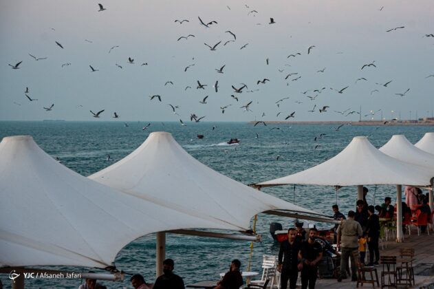 Persian Gulf Hosting Seagulls 27
