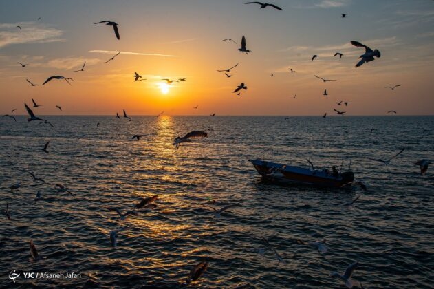 Persian Gulf Hosting Seagulls 29