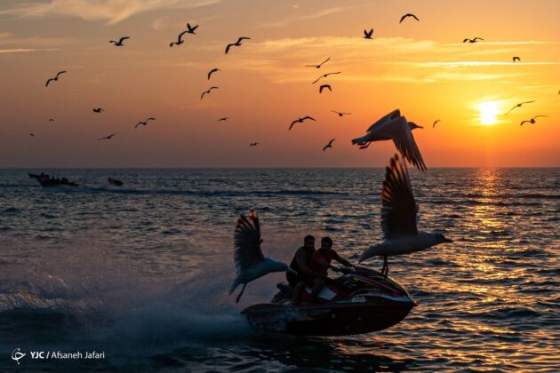Persian Gulf Hosting Seagulls 31