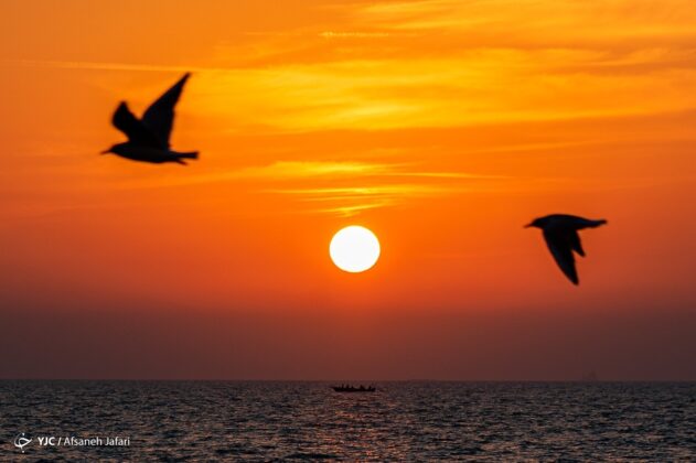 Persian Gulf Hosting Seagulls 32
