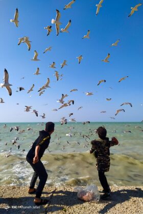 Persian Gulf Hosting Seagulls 4