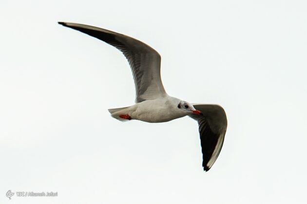 Persian Gulf Hosting Seagulls 5