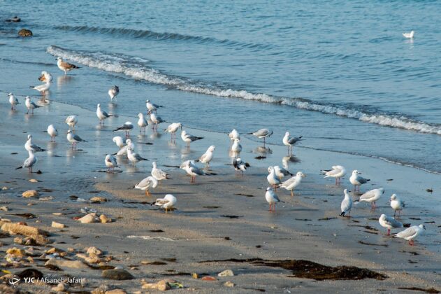 Persian Gulf Hosting Seagulls 6