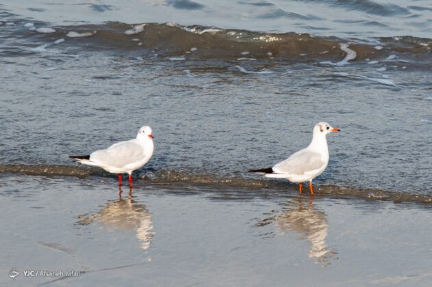 Persian Gulf Hosting Seagulls 7