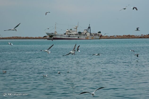 Persian Gulf Hosting Seagulls 9