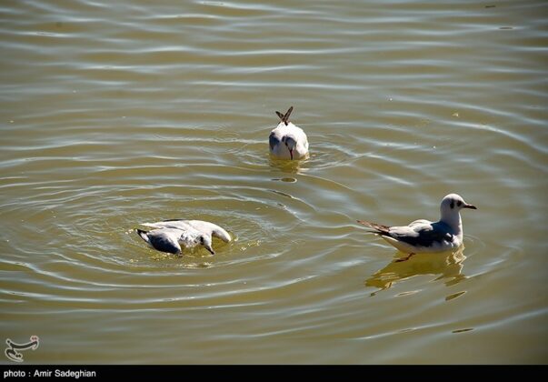 Iran’s Shiraz city hosting migratory birds