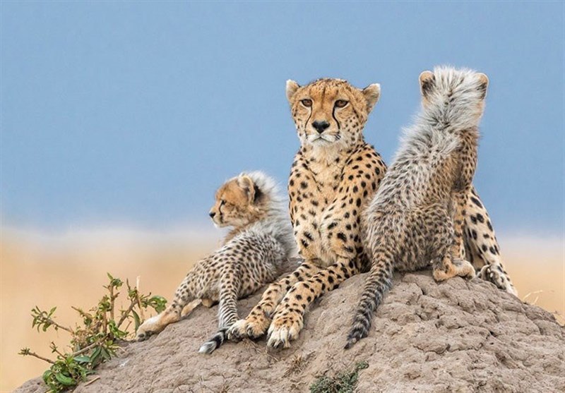 12 Asiatic Cheetahs Left In Iran - Iran Front Page