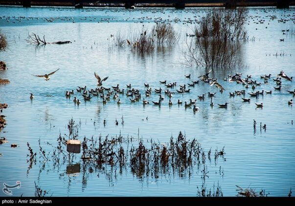 Iran’s Shiraz city hosting migratory birds