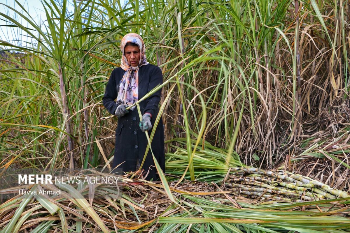 Sugarcane: Red gold growing in northern Iran 31 Sugarcane: Red gold growing in northern Iran