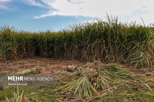 Sugarcane: Red gold growing in northern Iran